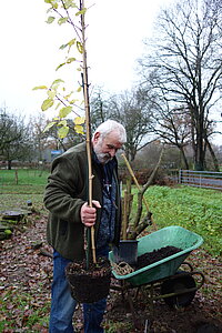 Hartmut Wunderlich hält den jungen Apfelbaum in der Hand. 